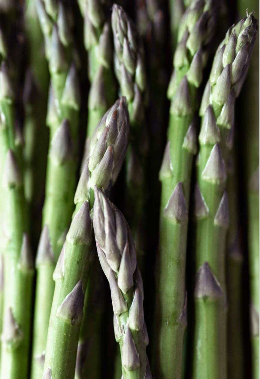 asparagus-camillaskov